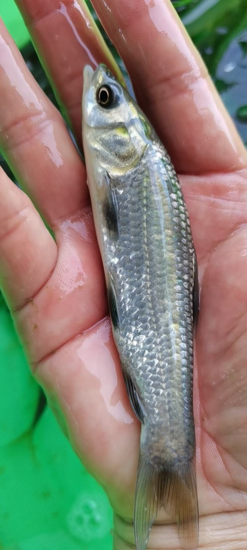 青鱼苗，黑鲩鱼苗，生长快，个头大，市场价格高