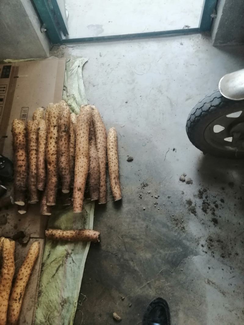 白玉山药，产地直供地头价啊啊啊全国发货质量保证