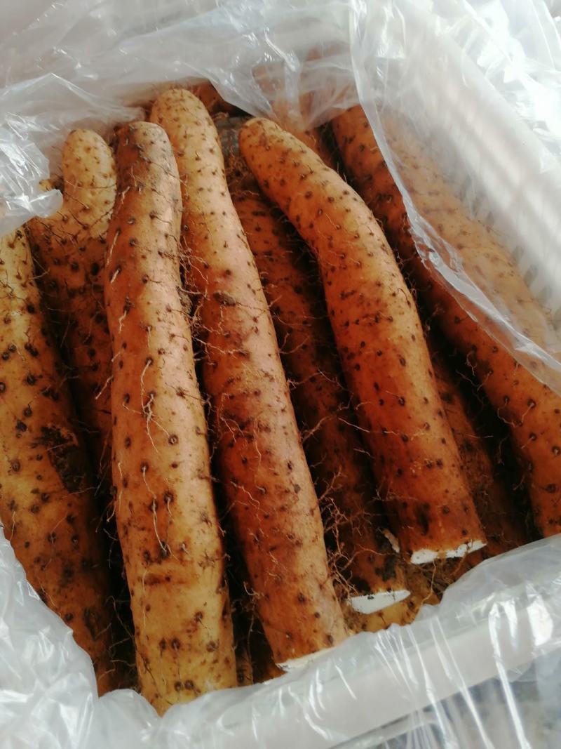 白玉山药，产地直供地头价啊啊啊全国发货质量保证
