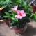 万里飘香藤花苗盆栽植物室内花卉四季开花室外庭院攀爬好养绿