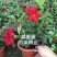 万里飘香藤花苗盆栽植物室内花卉四季开花室外庭院攀爬好养绿