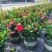 万里飘香藤花苗盆栽植物室内花卉四季开花室外庭院攀爬好养绿