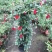 万里飘香藤花苗盆栽植物室内花卉四季开花室外庭院攀爬好养绿
