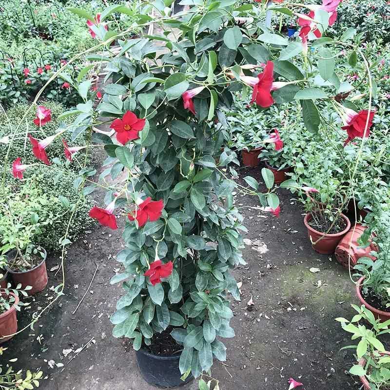 万里飘香藤花苗盆栽植物室内花卉四季开花室外庭院攀爬好养绿