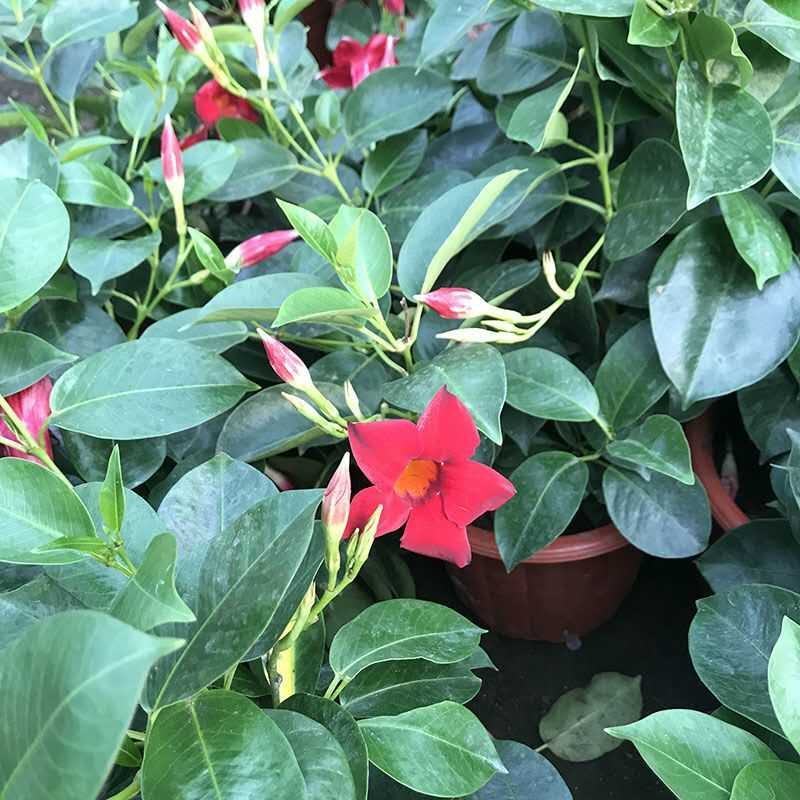 万里飘香藤花苗盆栽植物室内花卉四季开花室外庭院攀爬好养绿