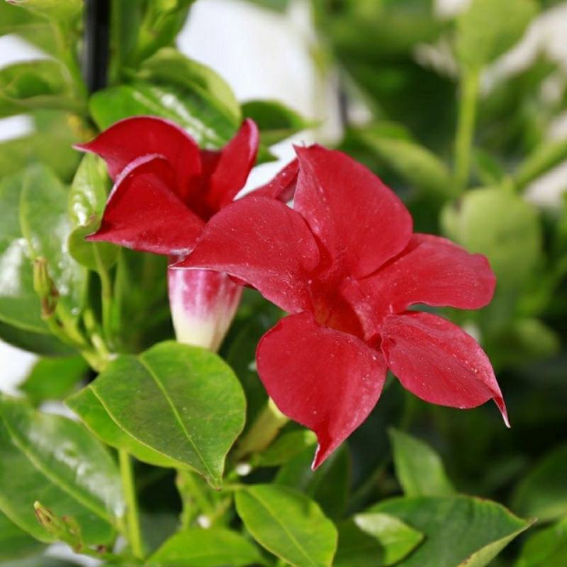 万里飘香藤花苗盆栽植物室内花卉四季开花室外庭院攀爬好养绿