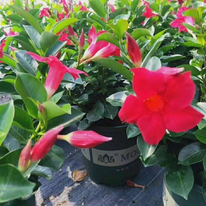 万里飘香藤花苗盆栽植物室内花卉四季开花室外庭院攀爬好养绿