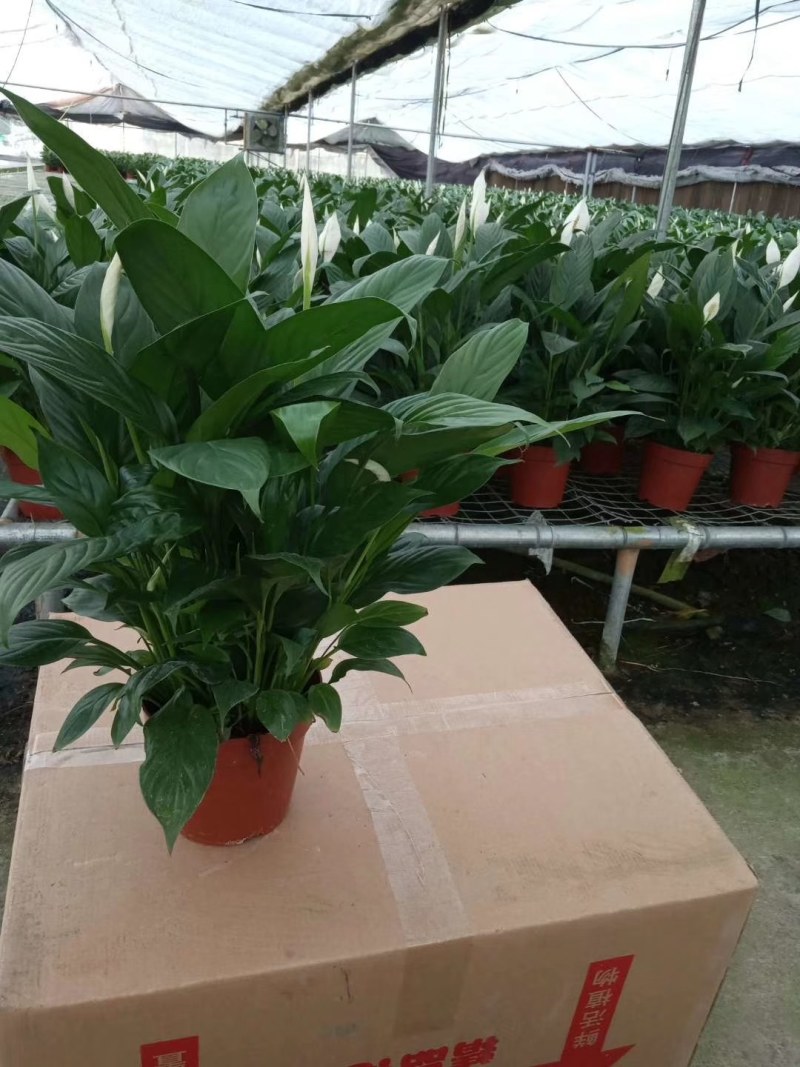 白掌各种规格基地直销原装带盆带土发货，量大价优