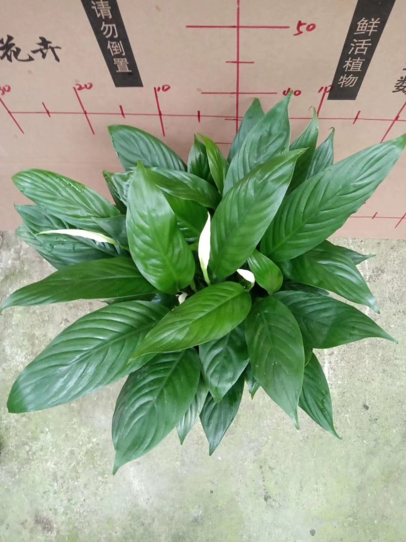白掌各种规格基地直销原装带盆带土发货，量大价优