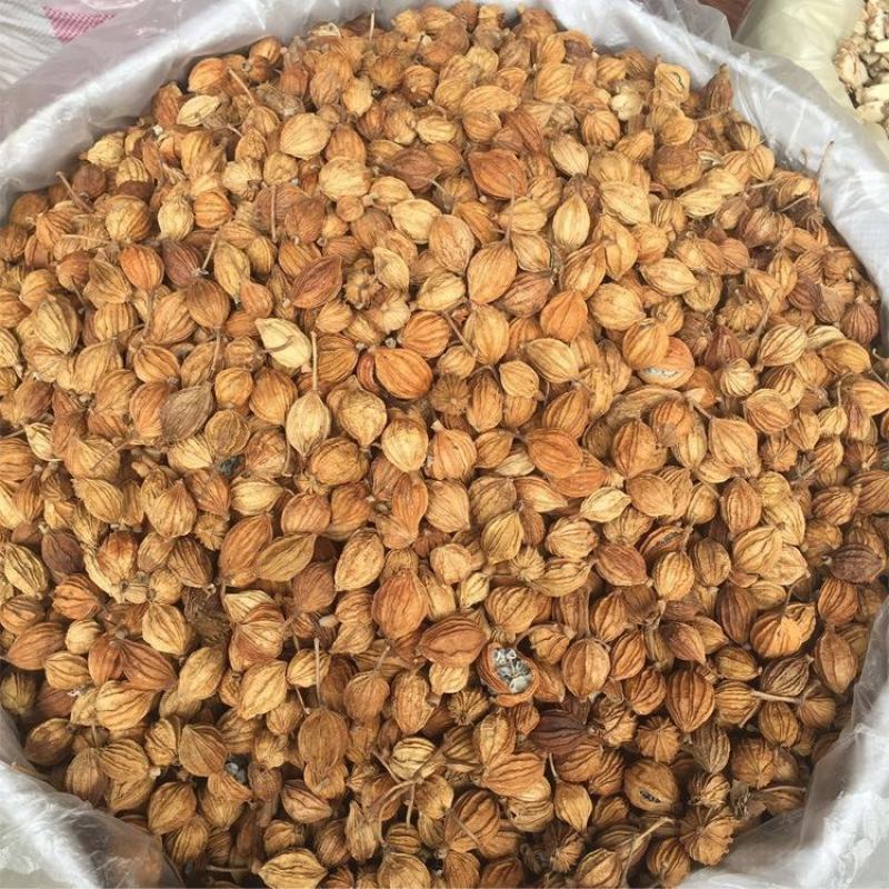 香砂各种中药材批发质量保证产地直销