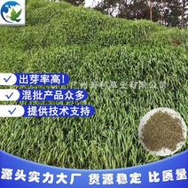 厂家直销景区优质发芽率高易种绿化宽叶草种子提供技术指导