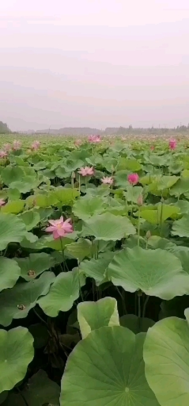 微山湖荷花苗花期长容易生长根系发达