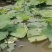 微山湖荷花苗花期长容易生长根系发达