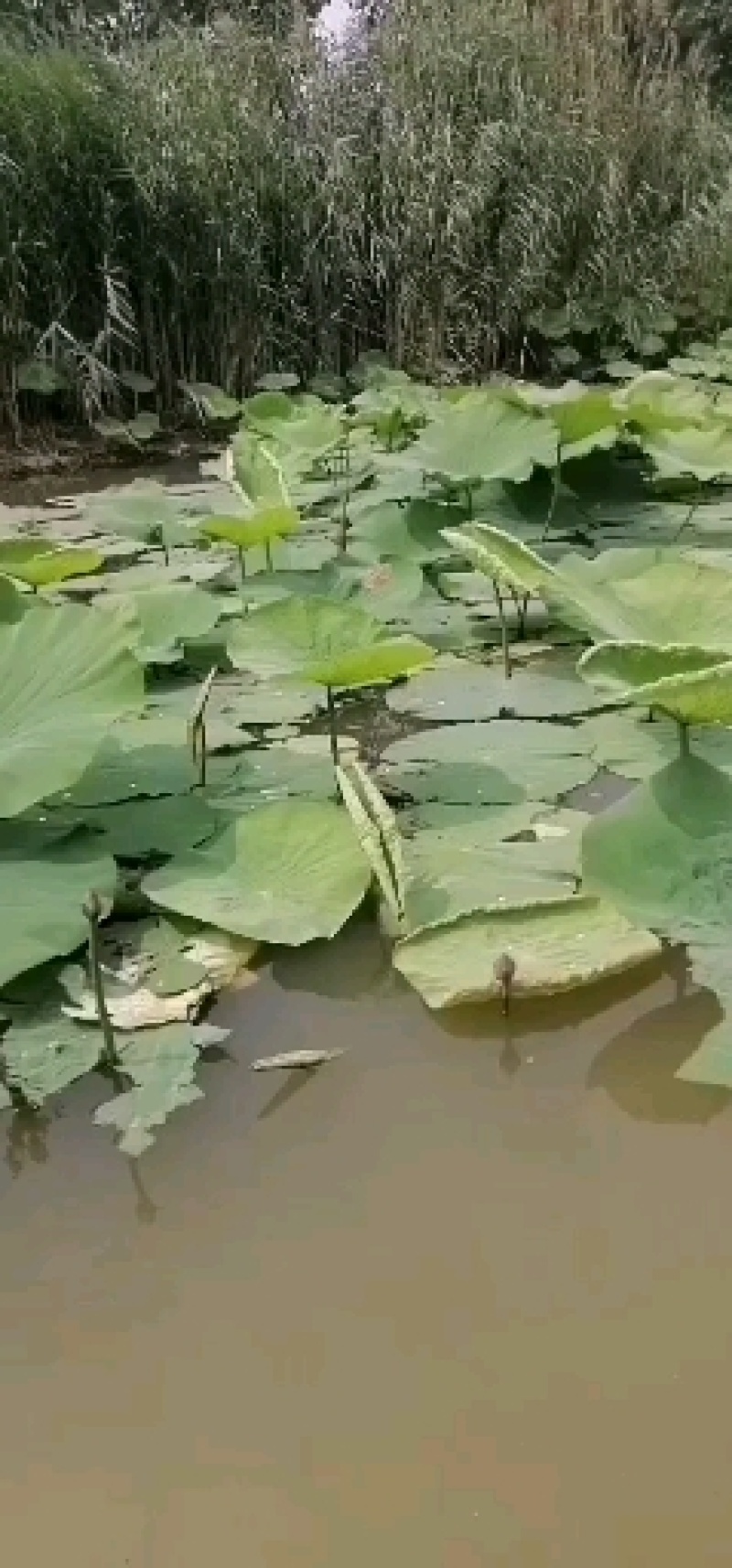 微山湖荷花苗花期长容易生长根系发达