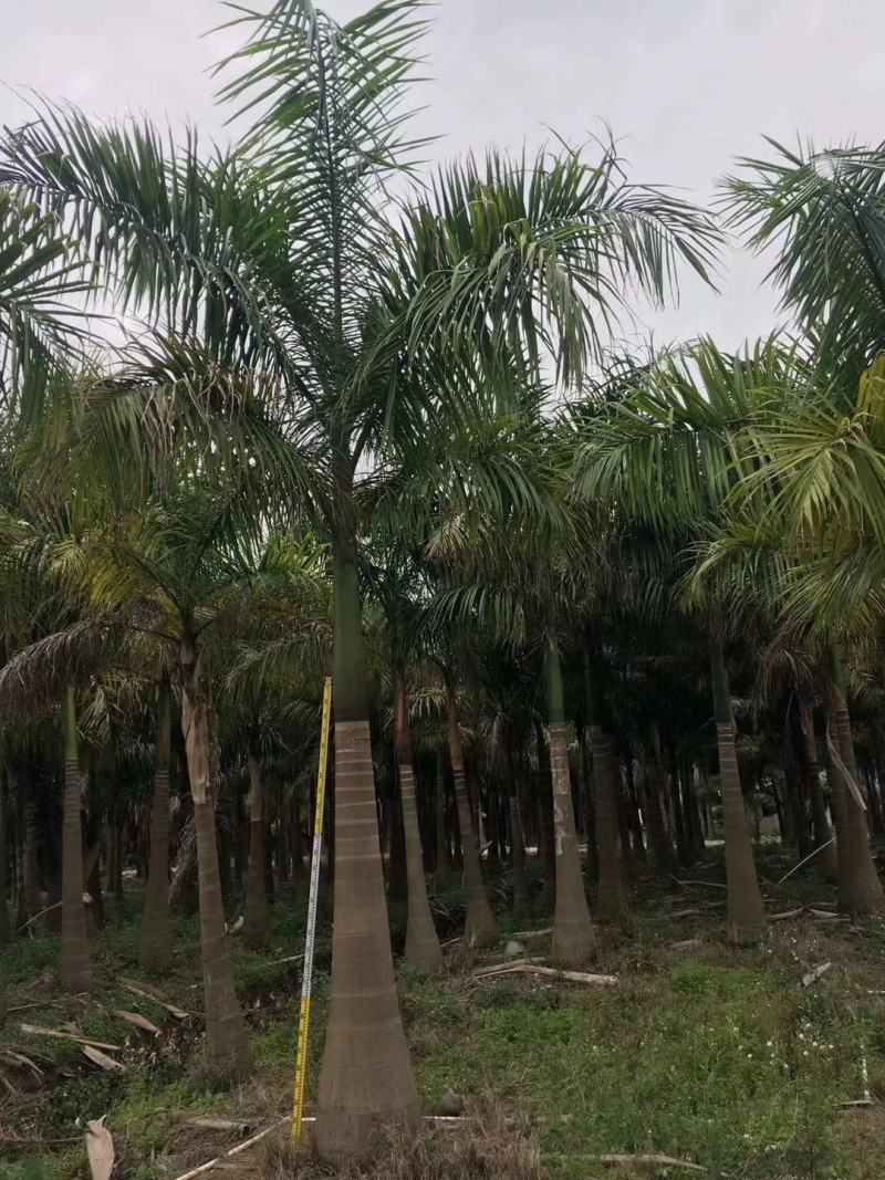 大王椰子苗棕榈科植物树形优美干常膨大庭院绿化树