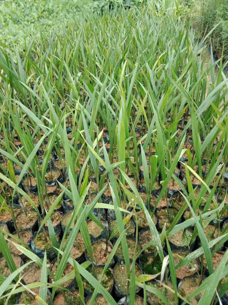 大王椰子苗棕榈科植物树形优美干常膨大庭院绿化树
