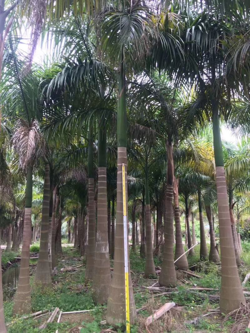 大王椰子苗棕榈科植物树形优美干常膨大庭院绿化树