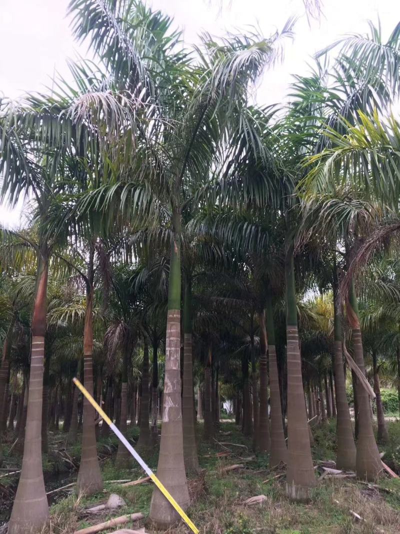 大王椰子苗棕榈科植物树形优美干常膨大庭院绿化树