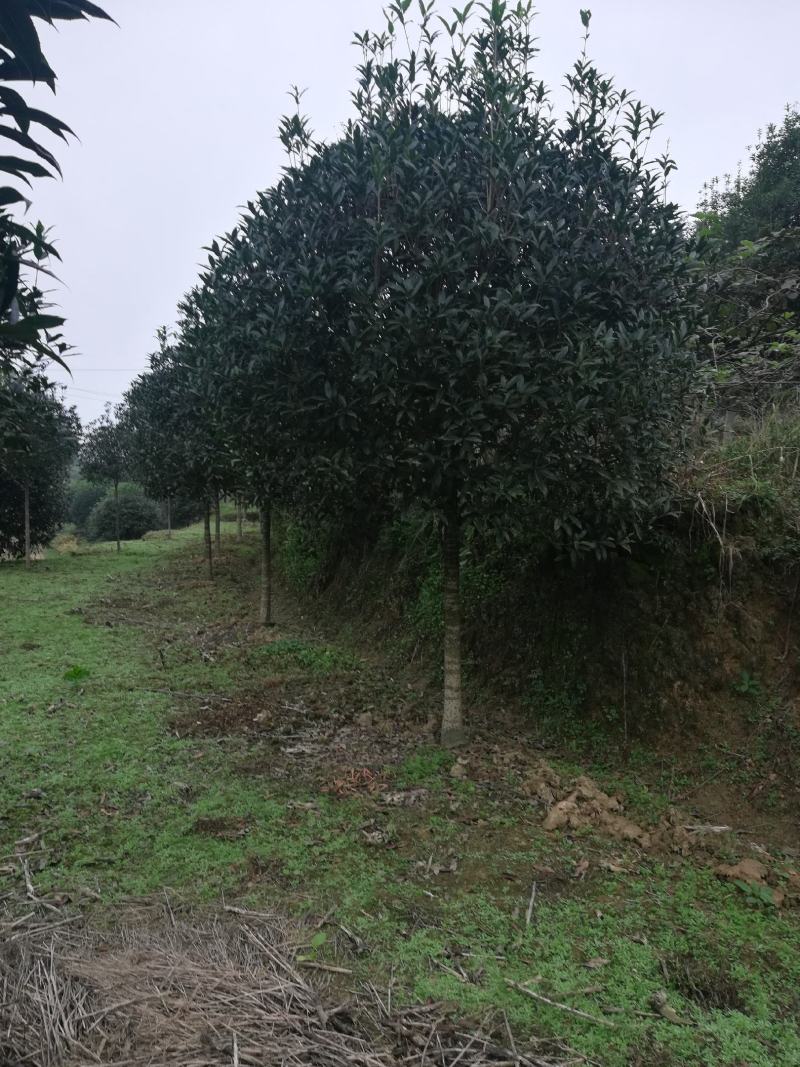 桂花，小苗到20公分大量，从事十多年，资源强大，价格透明