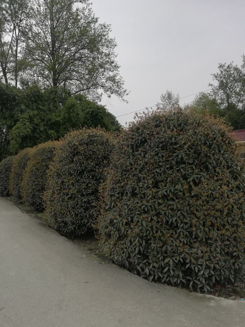 桂花，小苗到20公分大量，从事十多年，资源强大，价格透明