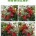 万里飘香藤花苗盆栽植物室内花卉四季开花室外庭院攀爬好养绿