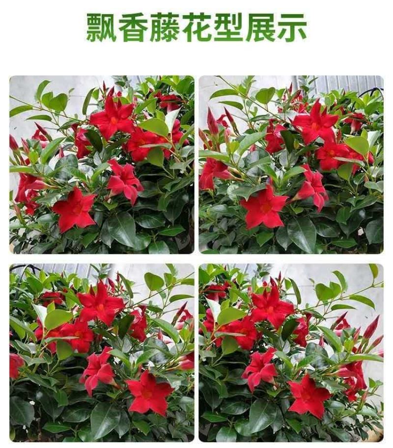 万里飘香藤花苗盆栽植物室内花卉四季开花室外庭院攀爬好养绿