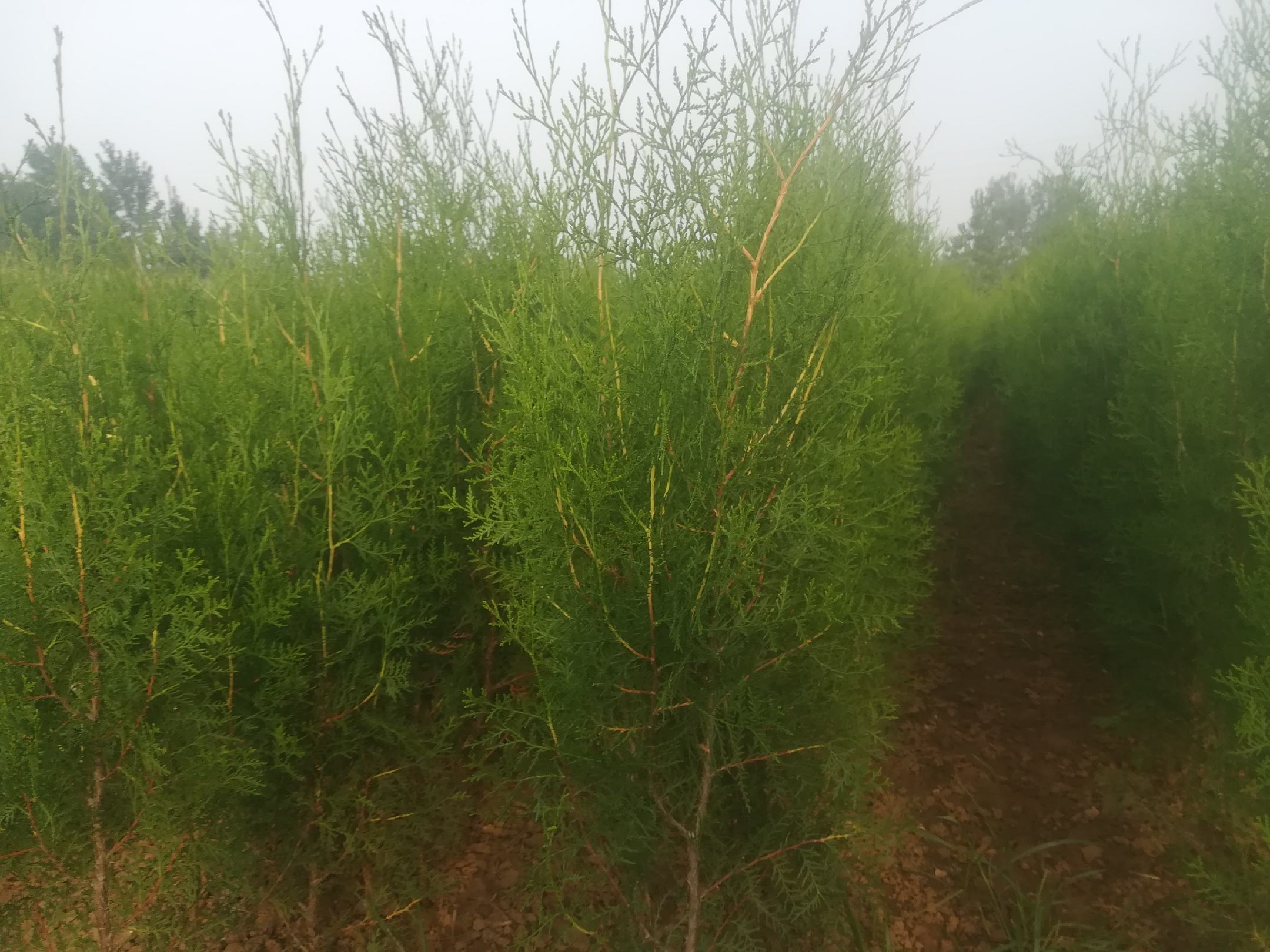 侧柏整体形态图