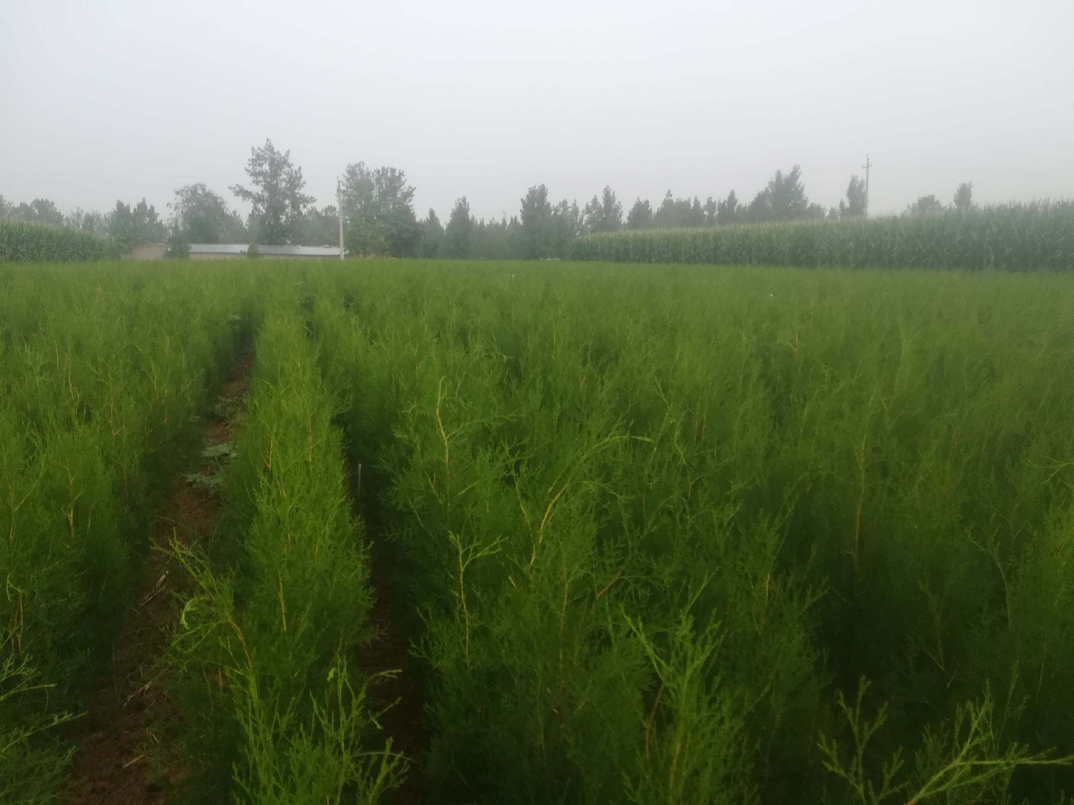 古寺中的千年侧柏