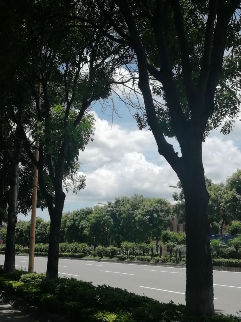 桃花心木地苗市政货