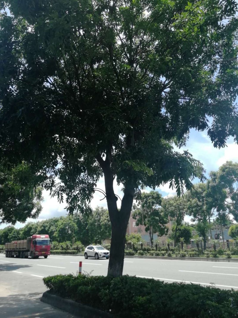 桃花心木地苗市政货