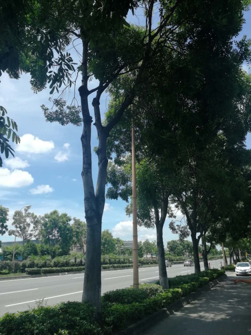 桃花心木地苗市政货