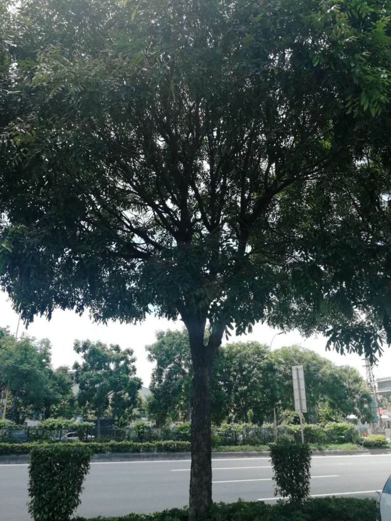 桃花心木地苗市政货