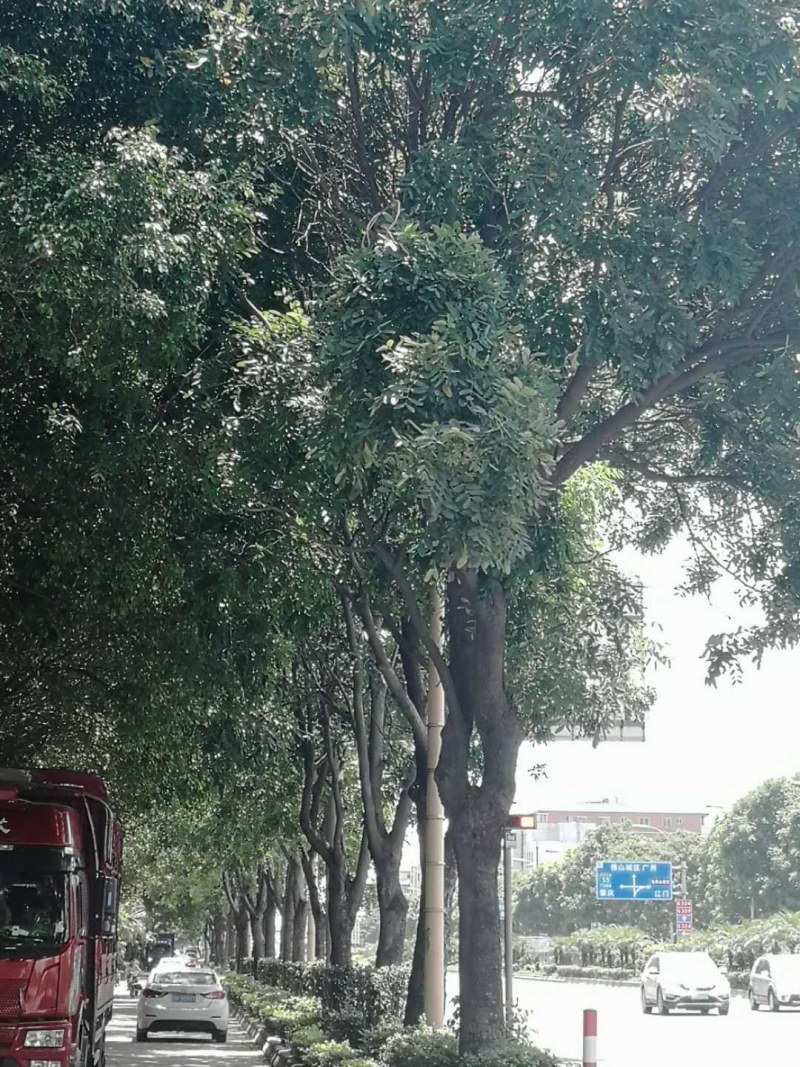 桃花心木地苗市政货