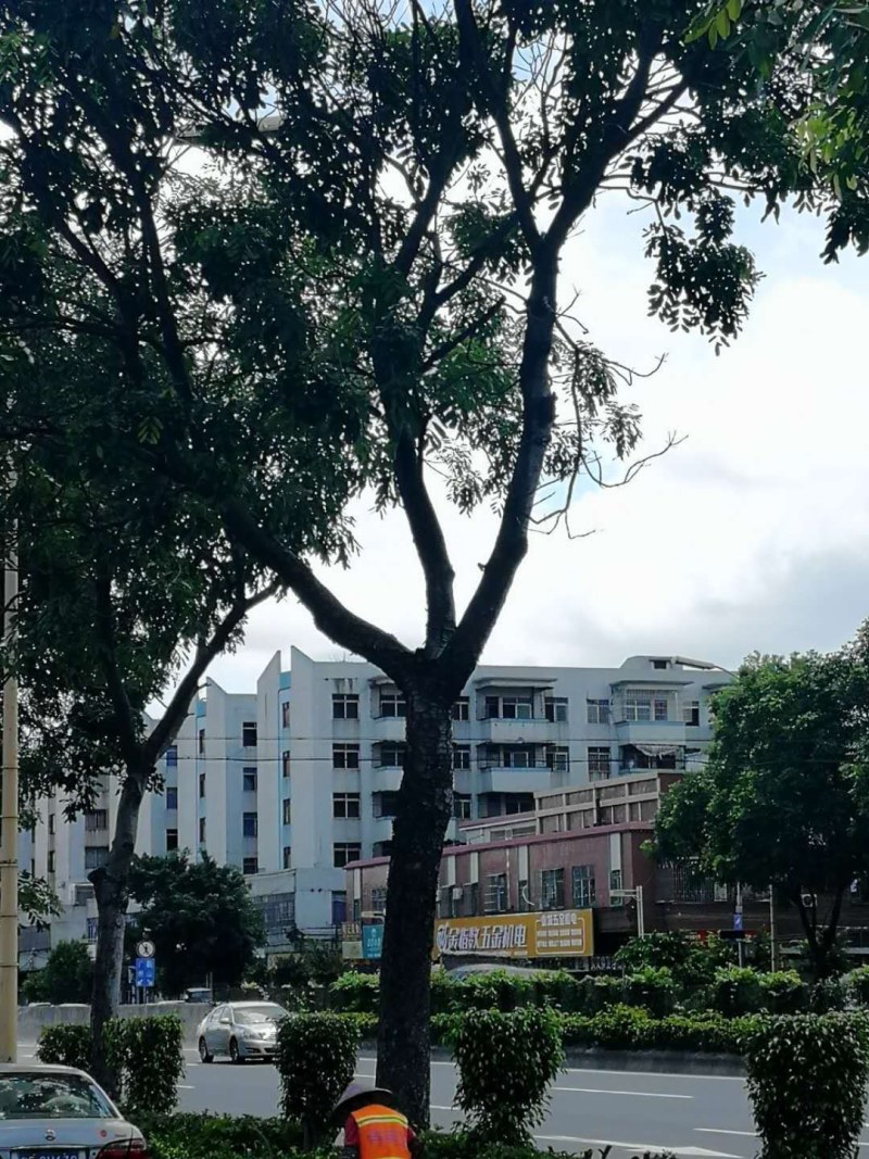 桃花心木地苗市政货