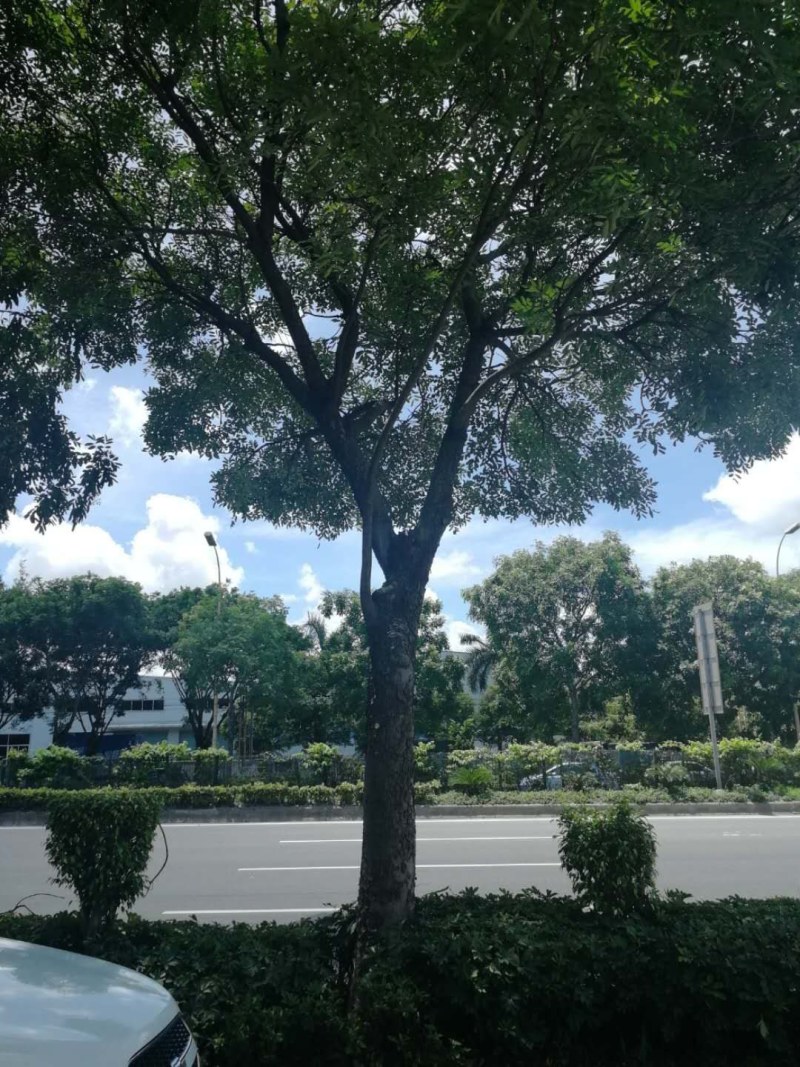 桃花心木地苗市政货