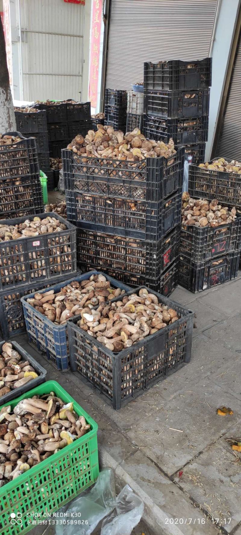 云南美味白牛干野生菌5斤起包邮全国到货偏远地区除外