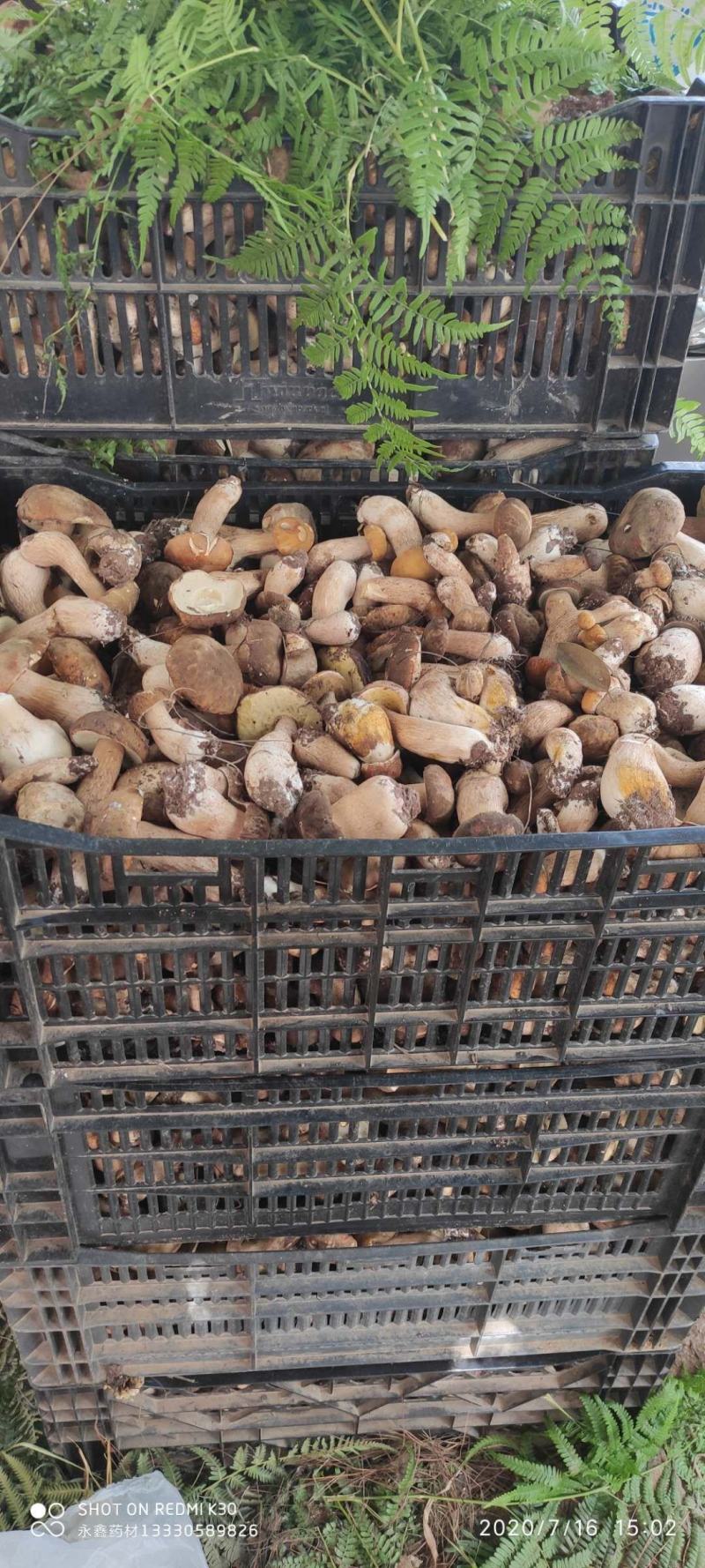 云南美味白牛干野生菌5斤起包邮全国到货偏远地区除外