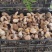 云南美味白牛干野生菌5斤起包邮全国到货偏远地区除外