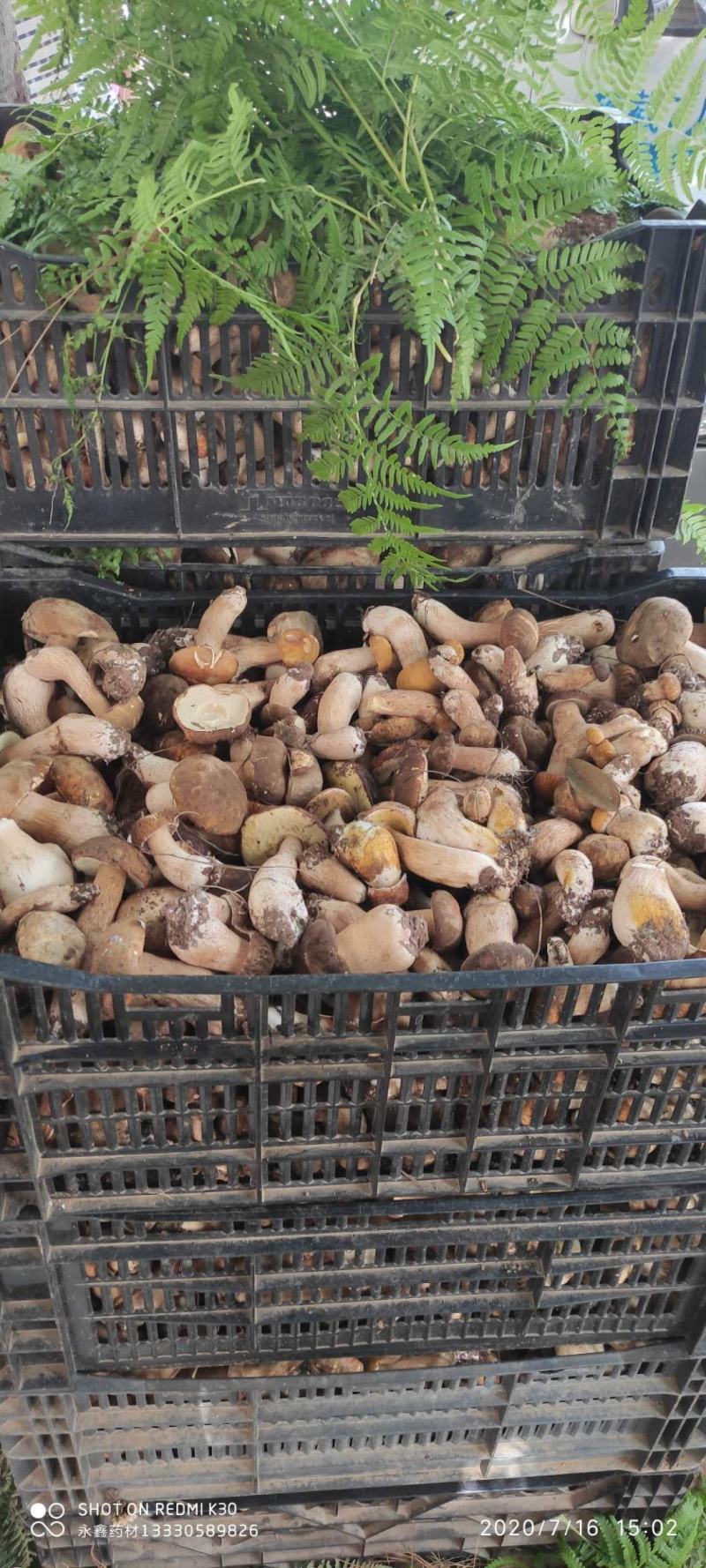 云南美味白牛干野生菌5斤起包邮全国到货偏远地区除外