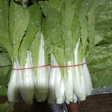 本地小把快菜，，，，，