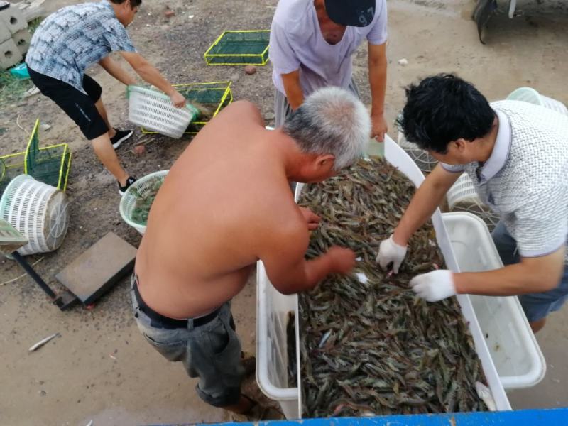 南美白水产养殖对虾批发，