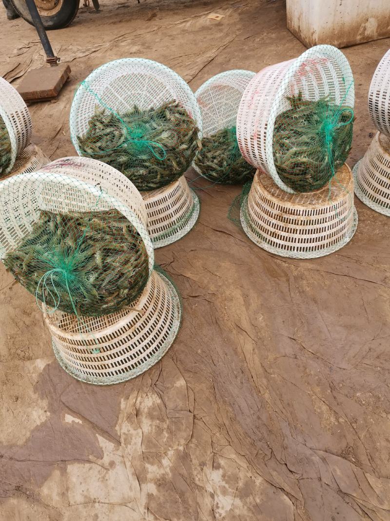 南美白水产养殖对虾批发，