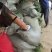 麦冬草细叶麦冬中叶麦冬，玉龙草，金边麦冬草