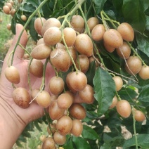 黄皮果供应桂林恭城莲花镇