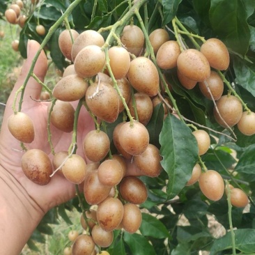 黄皮果供应桂林恭城莲花镇