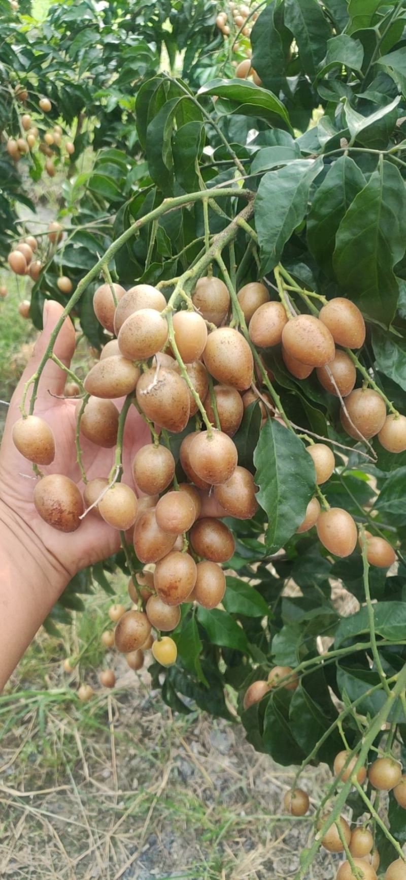 黄皮果供应桂林恭城莲花镇
