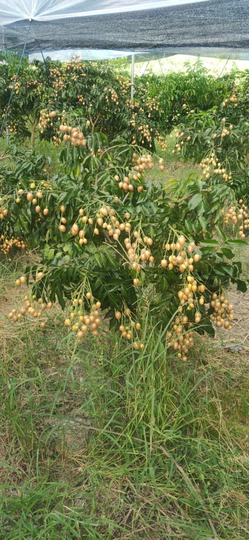 黄皮果供应桂林恭城莲花镇