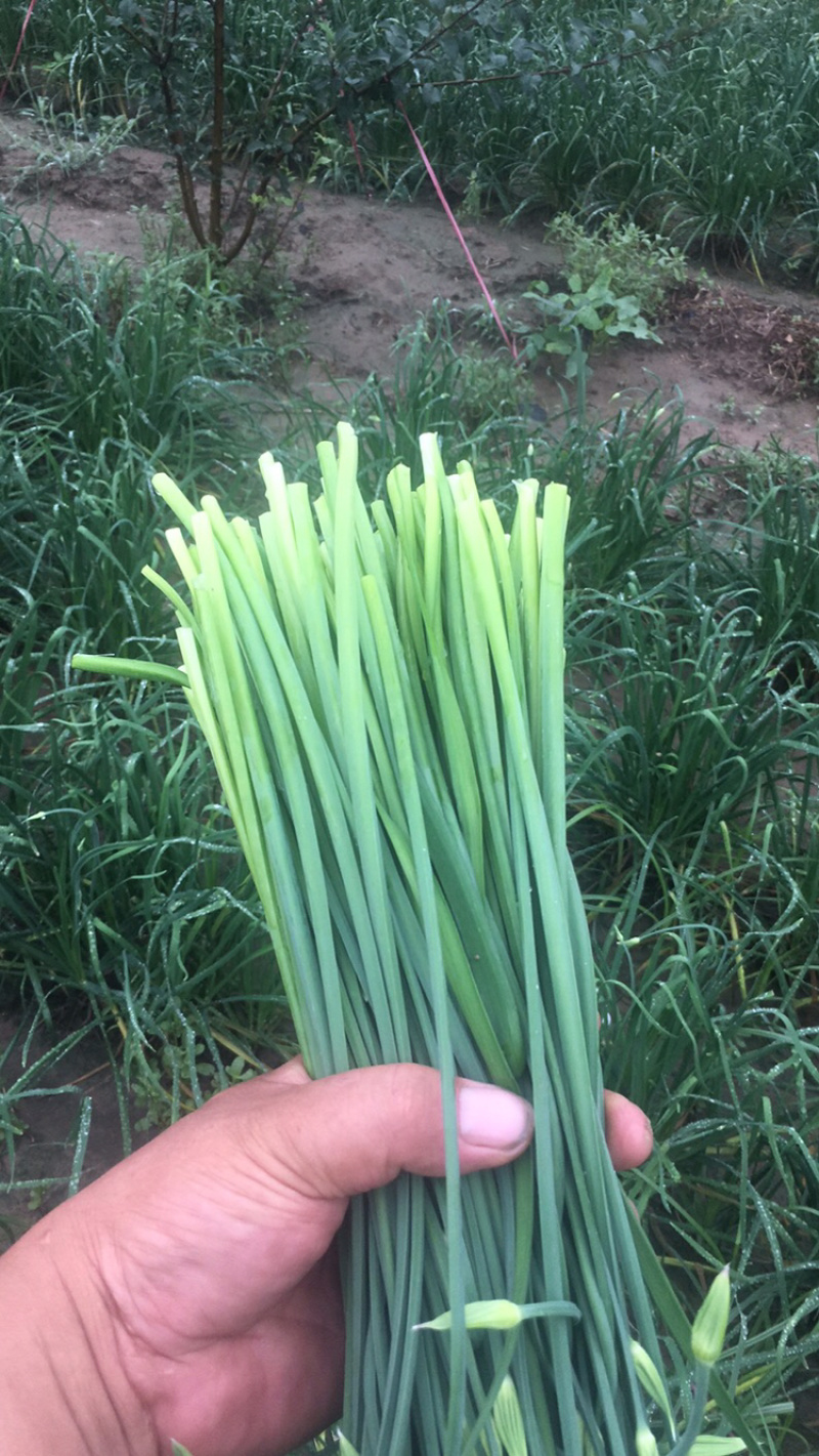 韭菜苔