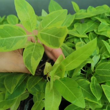 花叶富贵榕穴盘苗观叶植物喜阳大小盆栽基地直销