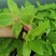 花叶富贵榕穴盘苗观叶植物喜阳大小盆栽基地直销